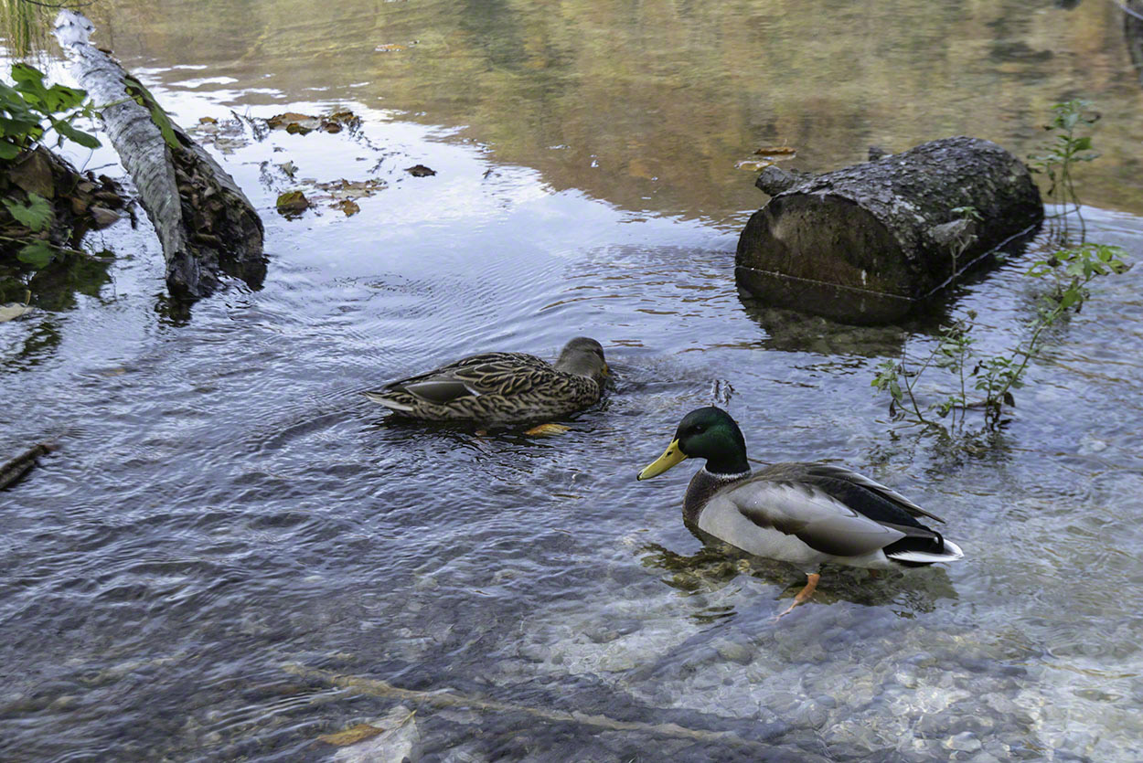 Mallard-Ducks-Plitviska-Jezera.jpg