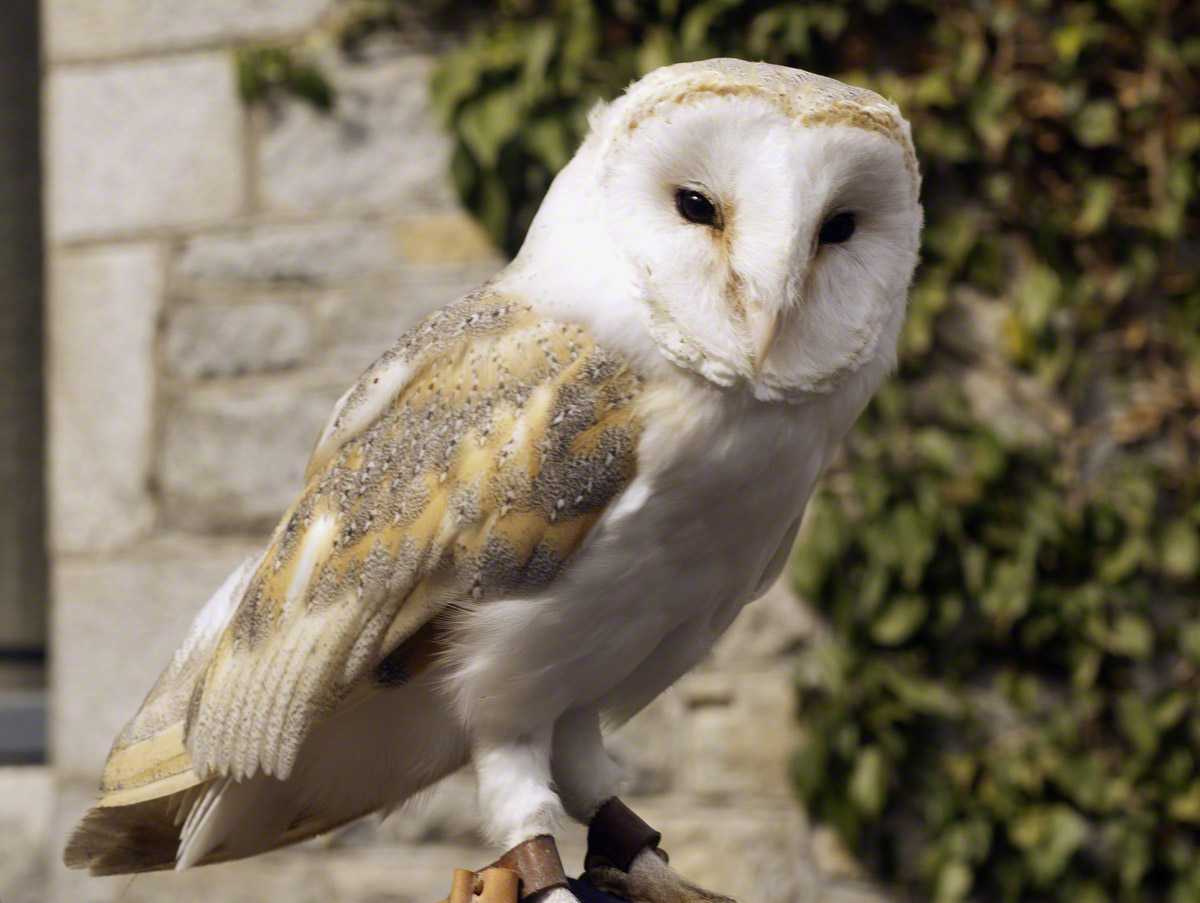 Barn-Owl.jpg