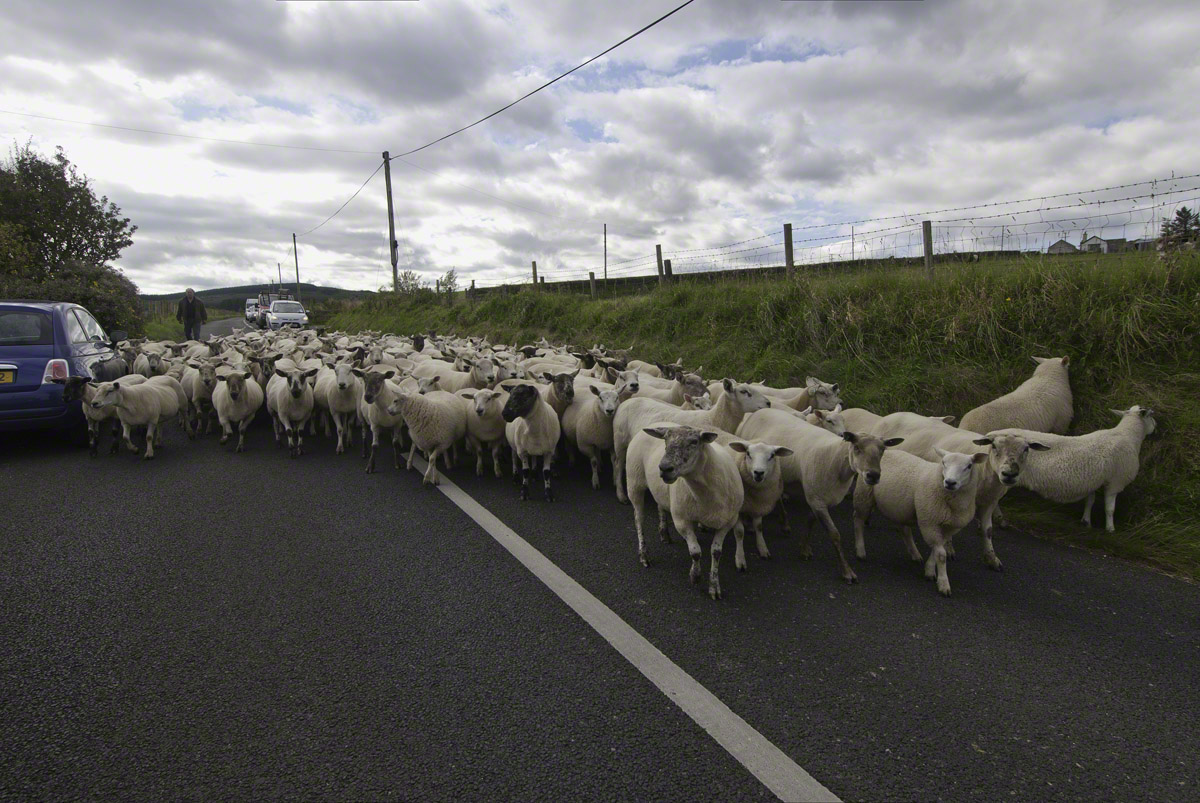 Irish-Traffic-Jam.jpg