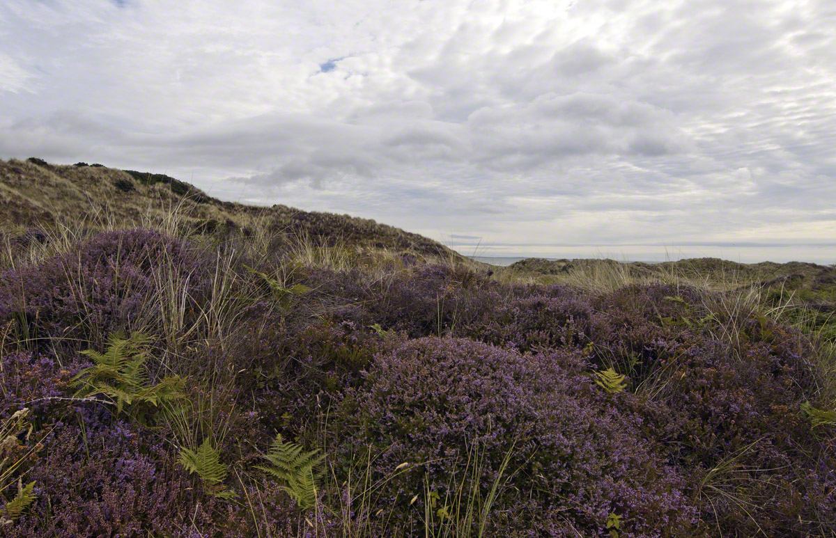 Murlough-National-Nature-Reserve-1.jpg