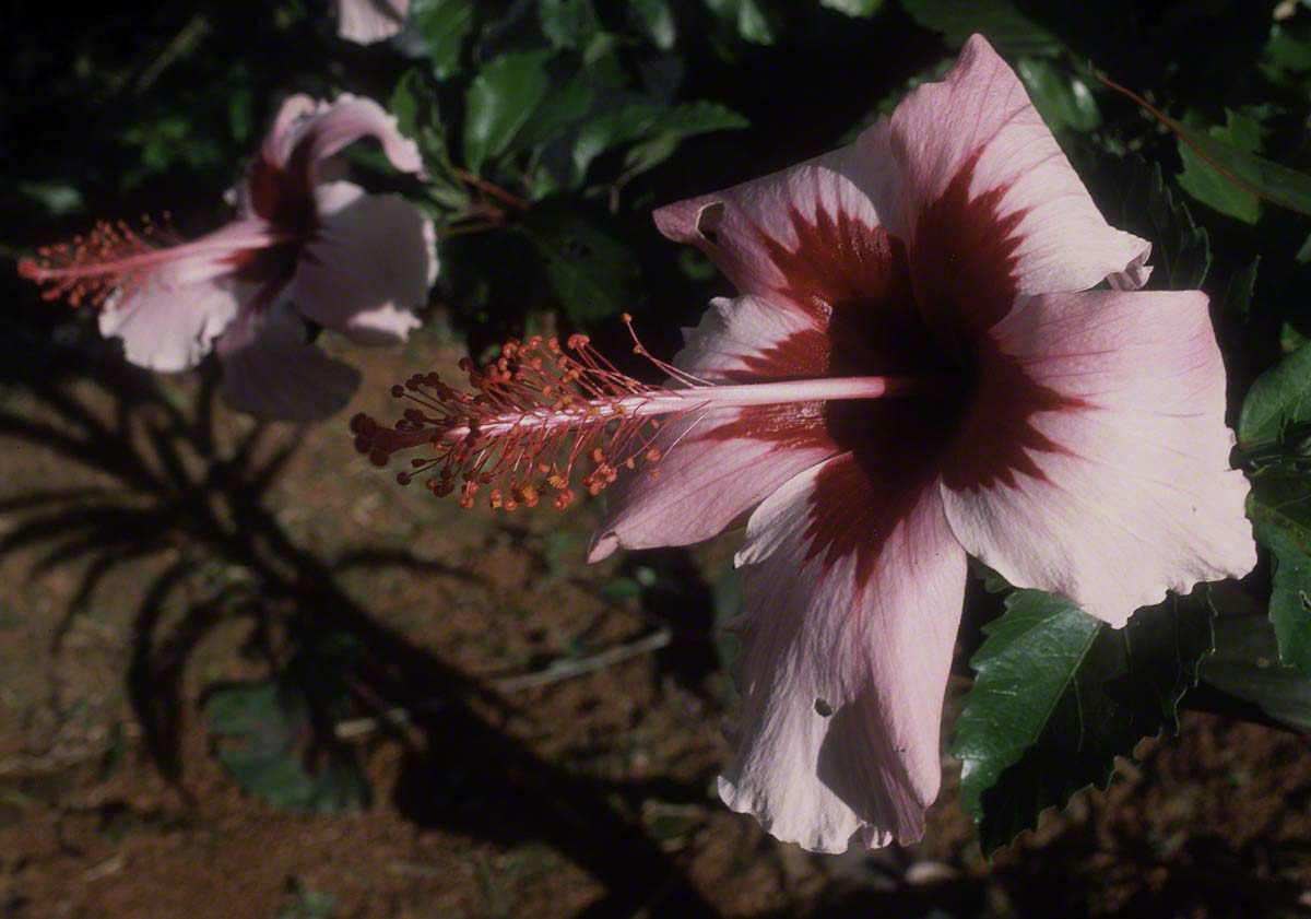 PinkHibiscus.jpg