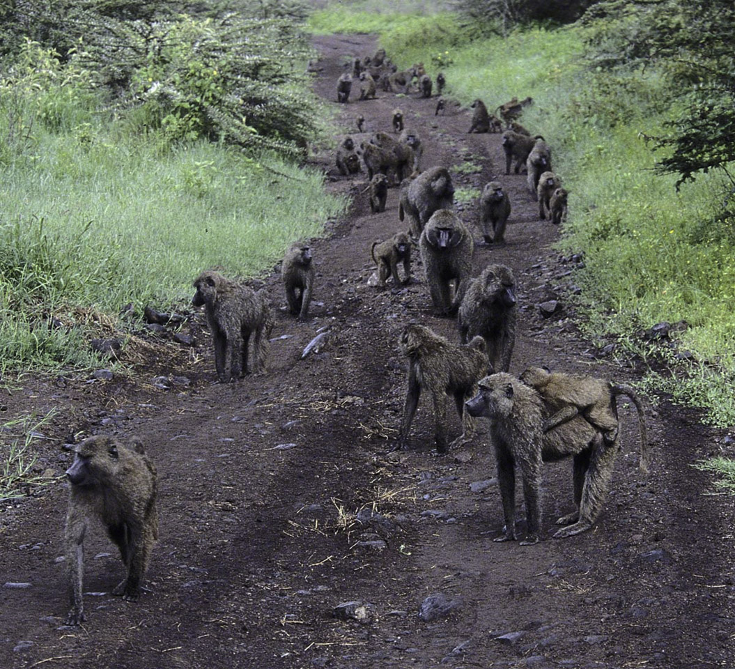 Baboon-Parade.jpg