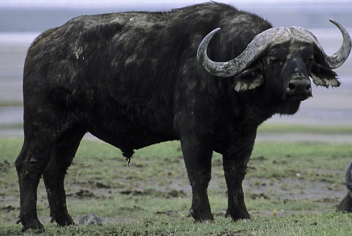 Cape-Buffalo.jpg