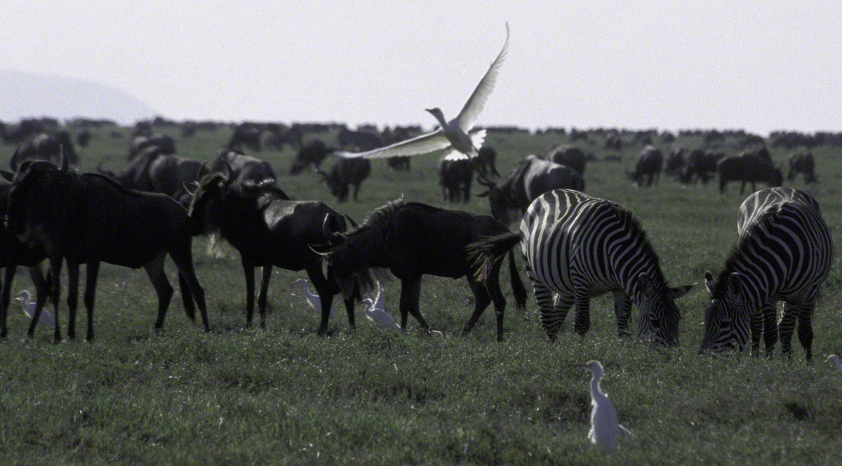 Cattle-Egret-above-herd.jpg