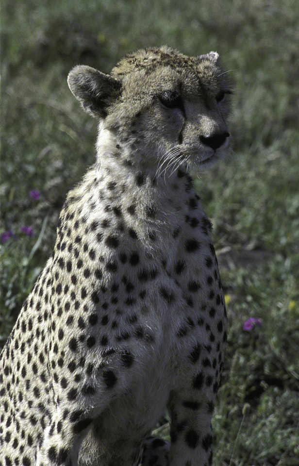 Cheetah-posing.jpg