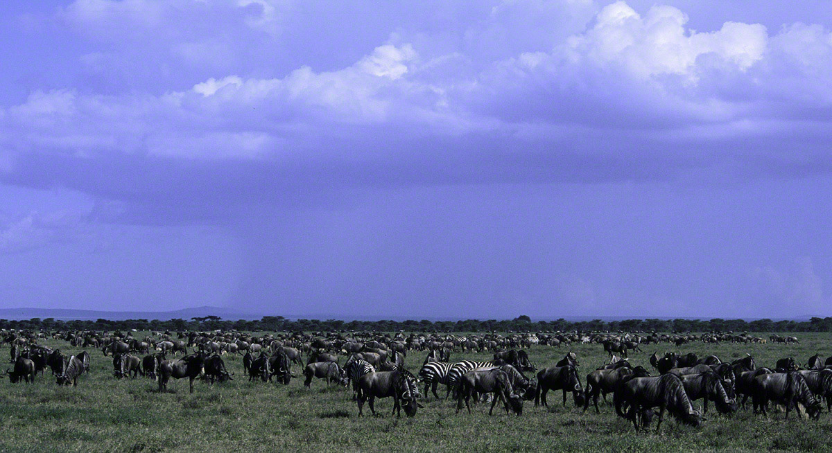 Common-Wilderbeest-herd.jpg