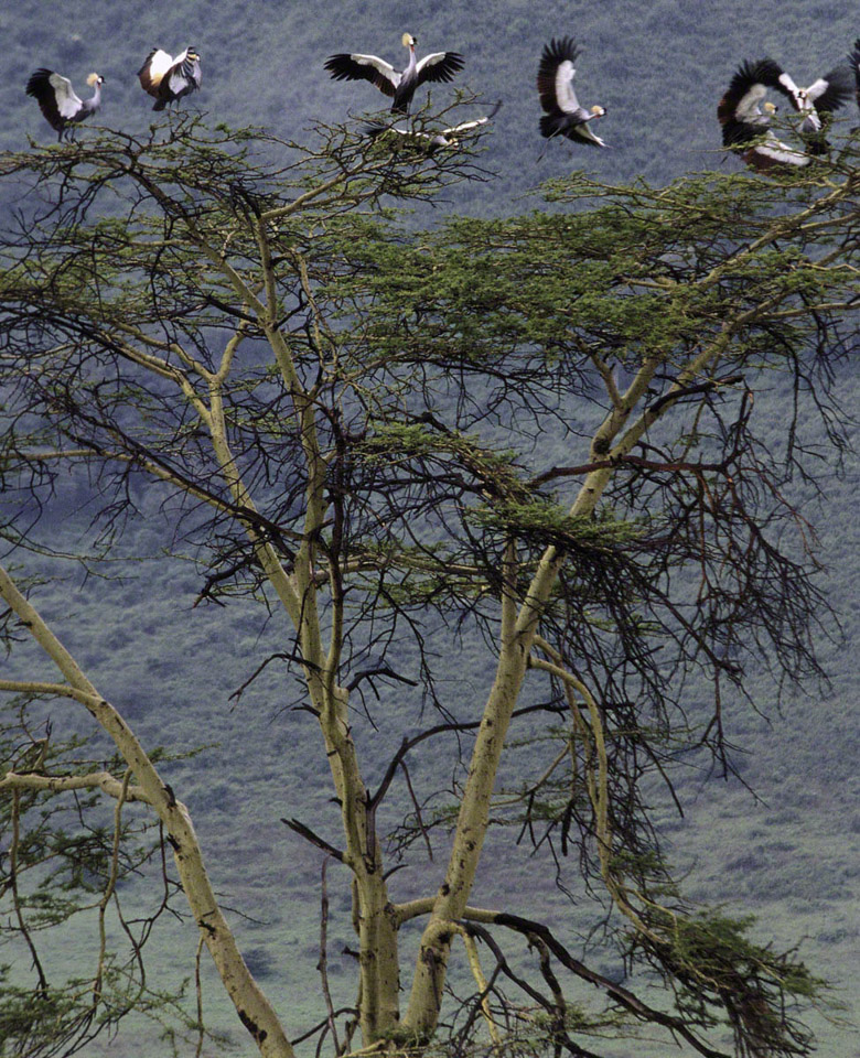 Crested-Cranes-in-Tree.jpg