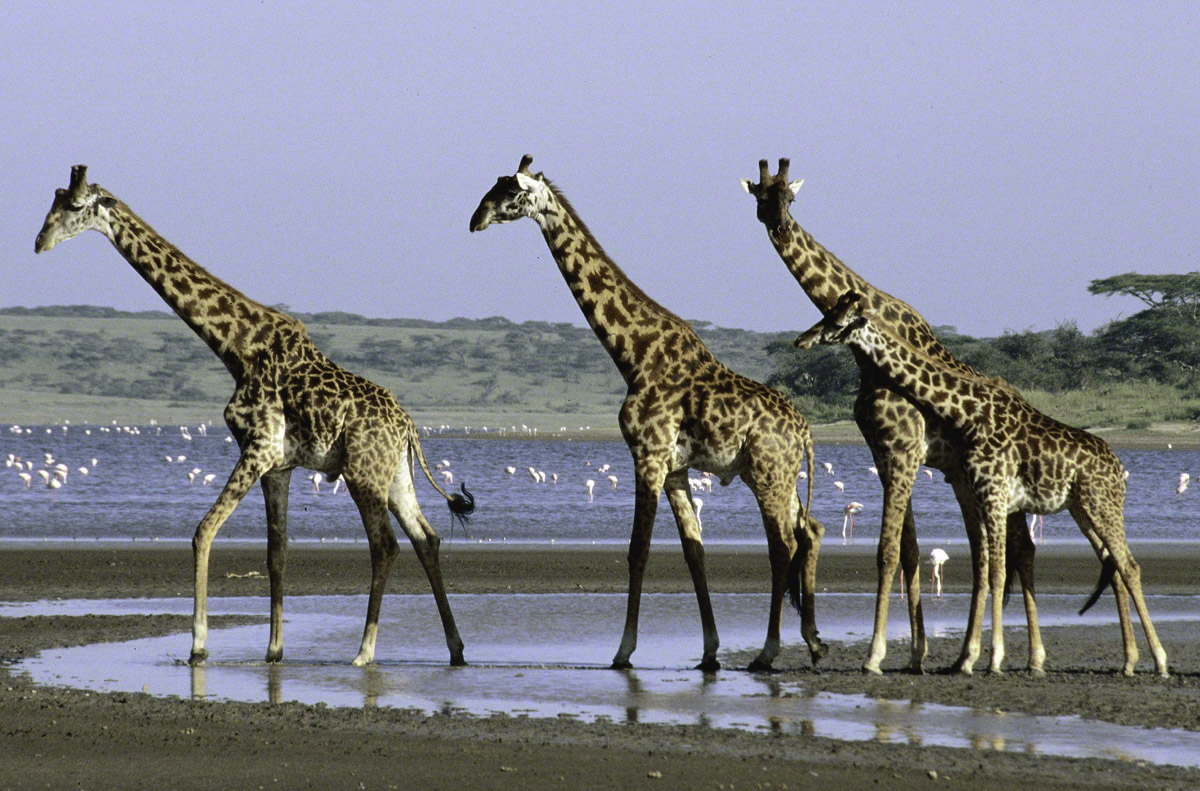 Giraffes-by-Water.jpg