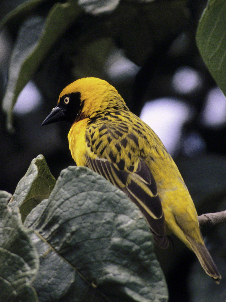 Lesser-Masked-Weaver.jpg