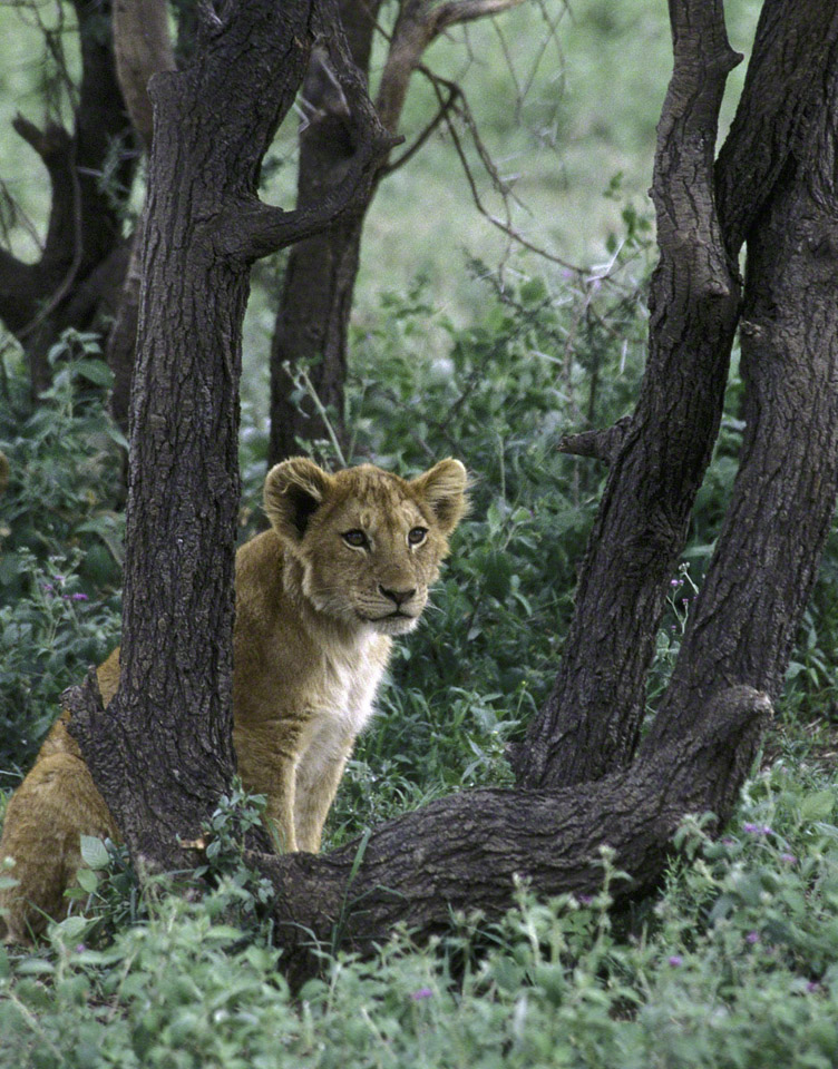 Lion-Cub-in-Tree.jpg