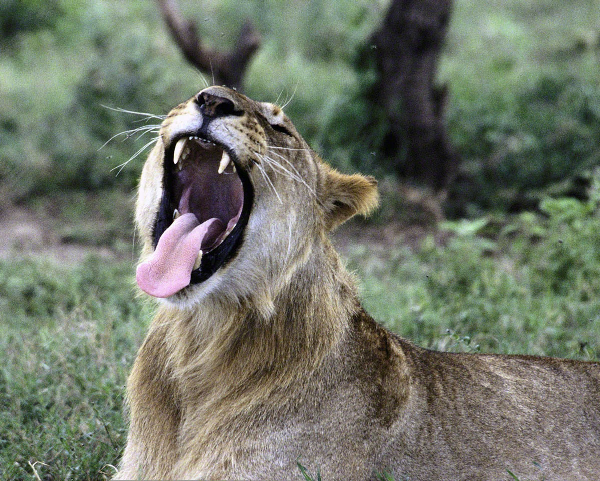 Lion-Dentition.jpg