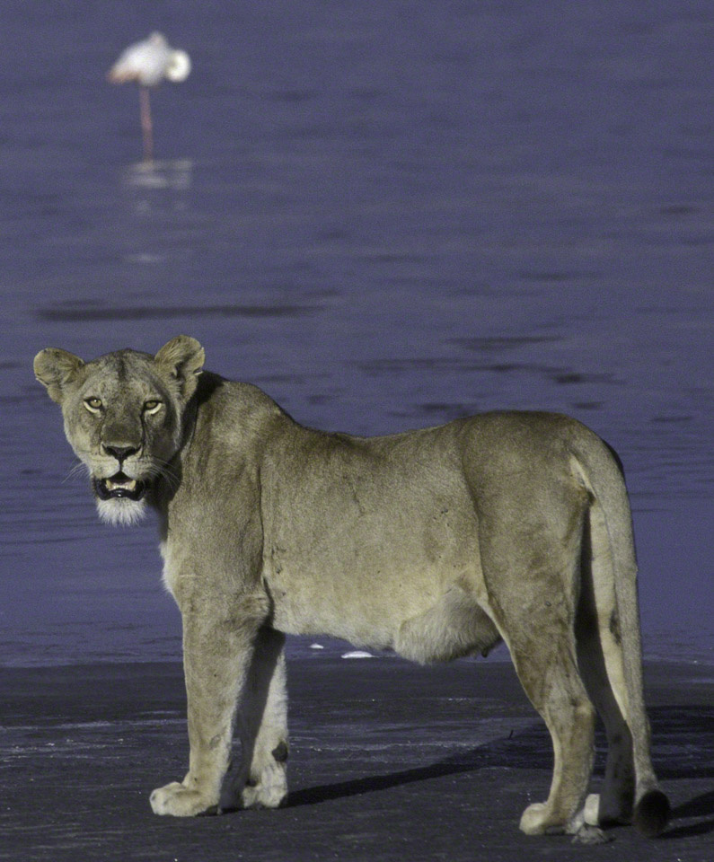 Lioness-and-Flamingo.jpg