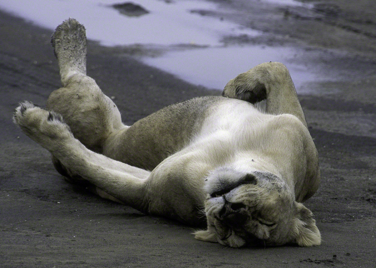 Lounging-Lioness.jpg