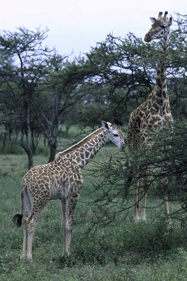 Mother-and-Baby-Giraffe.jpg