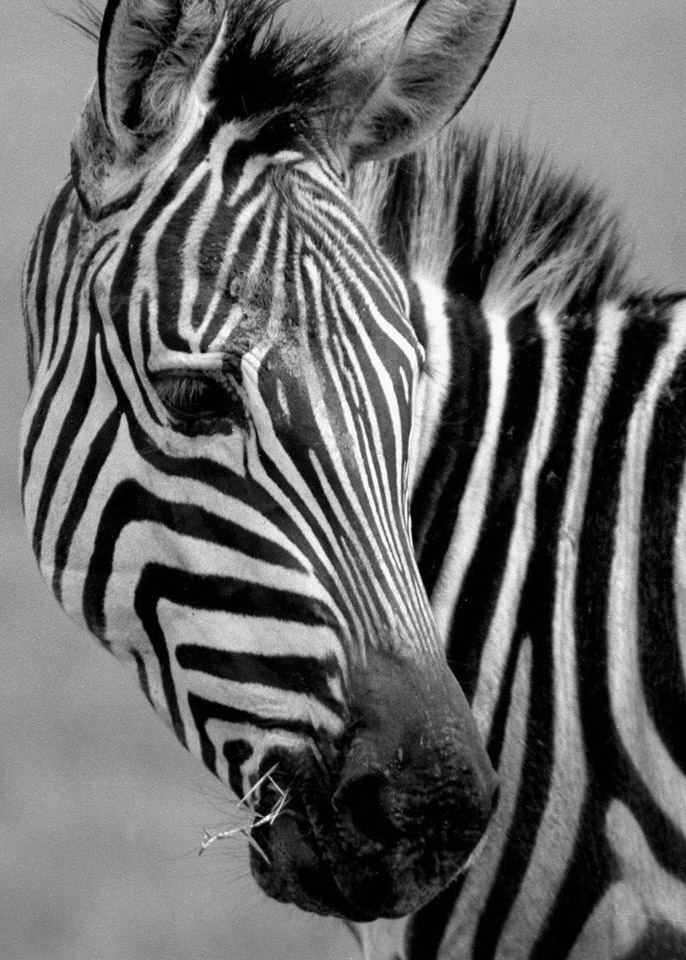 Pensive-Plains-Zebra.jpg