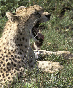 Cheetah-posing-2.jpg