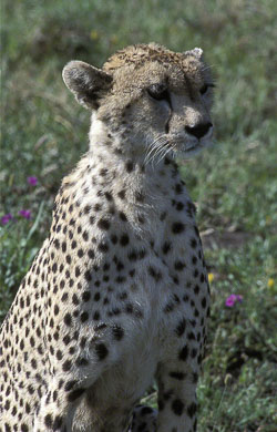 Cheetah-posing.jpg