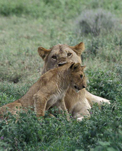 Ngorongoro - Serengeti
