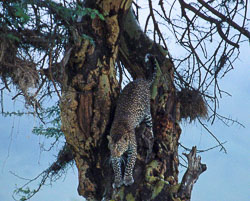 Leopard-in-tree.jpg