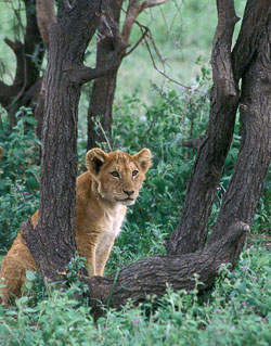 Lion-Cub-in-Tree.jpg