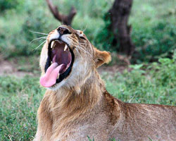 Lion-Dentition.jpg