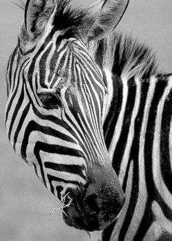 Pensive-Plains-Zebra.jpg