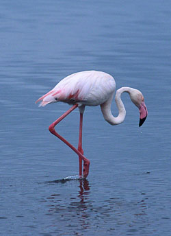 Posing-Greater-Flamingo.jpg