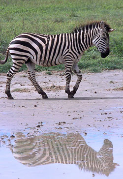 Reflected-Plains-Zebra.jpg