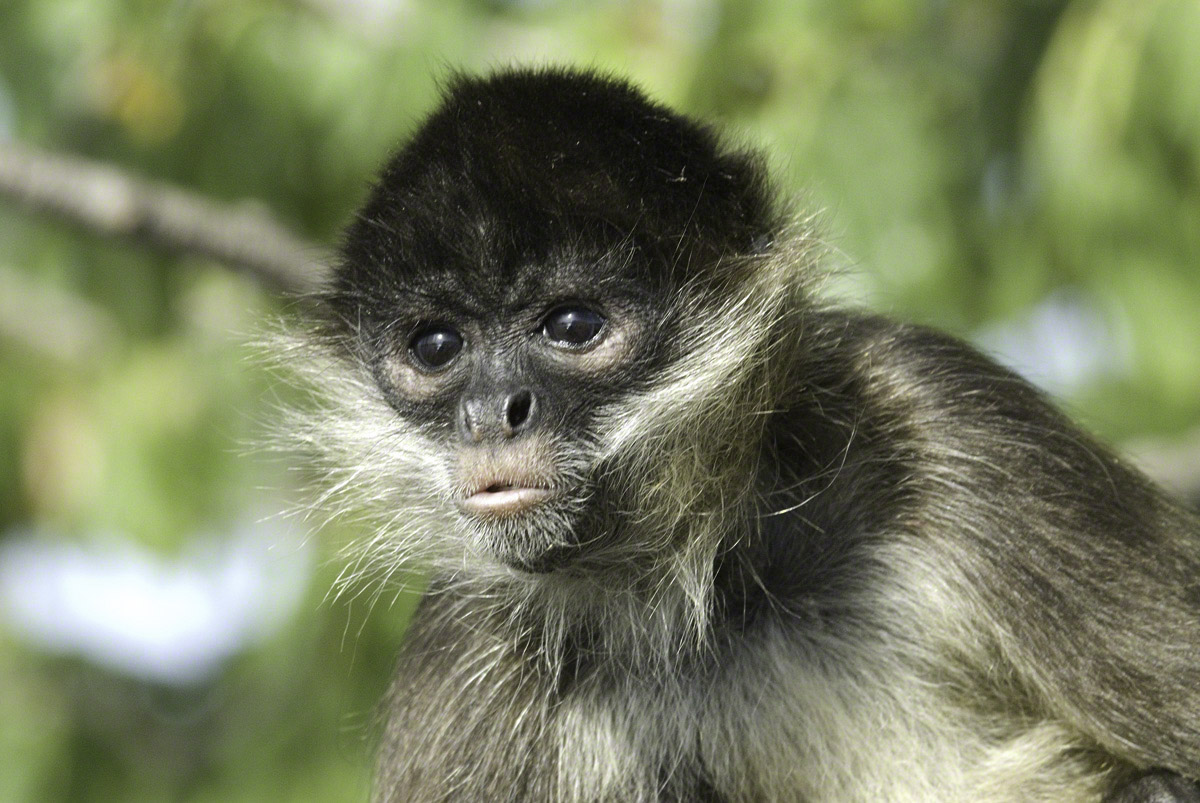 Spider-Monkey-2.jpg