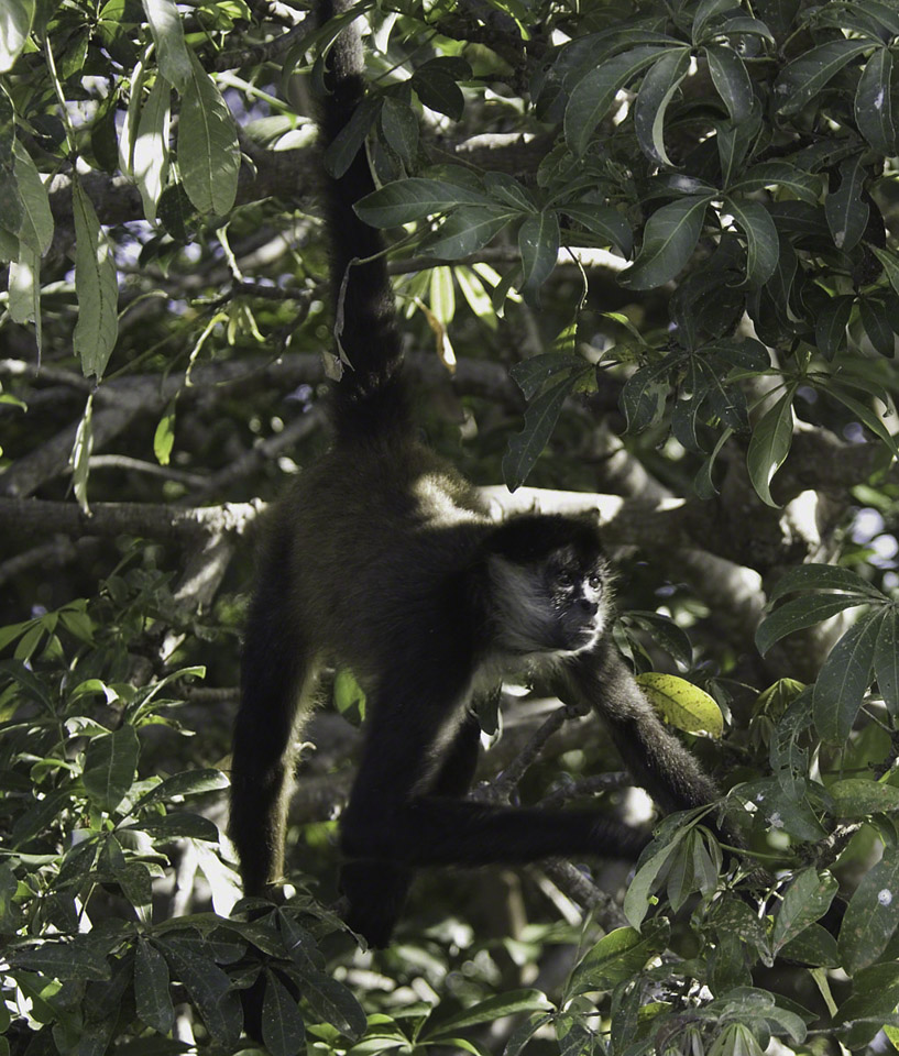 White-Faced-Monkey.jpg