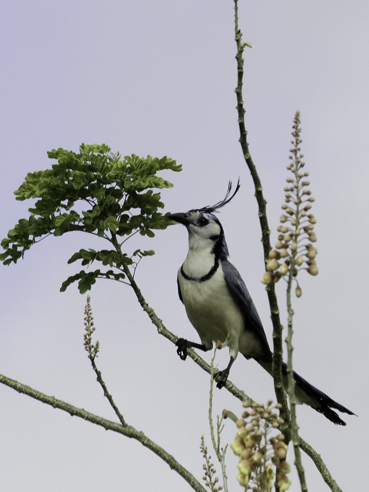 White-throated-Magpie-Jay.jpg