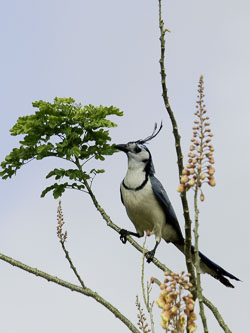 White-throated-Magpie-Jay.jpg