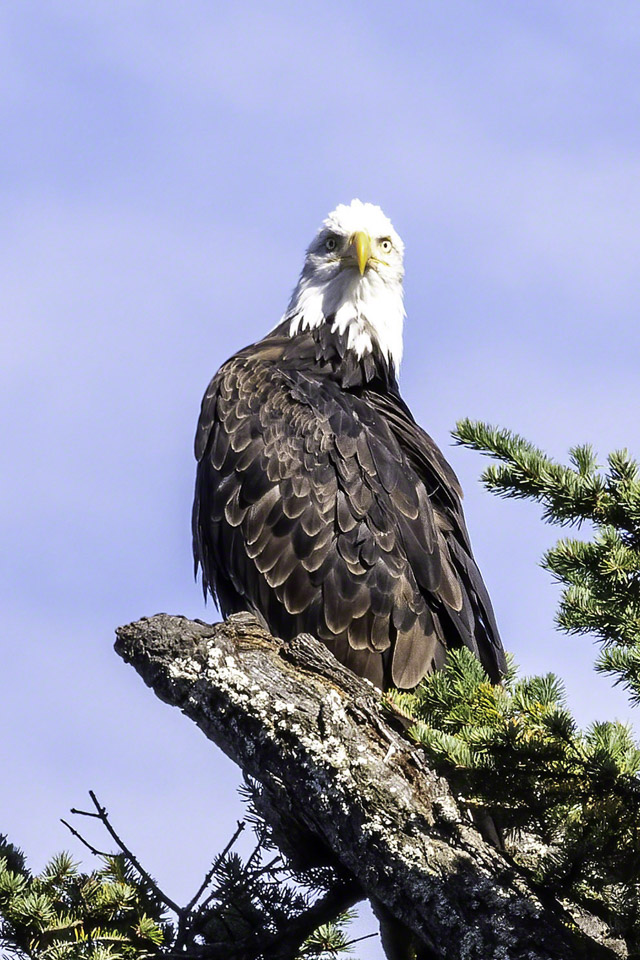 Bald-Eagle-2.jpg