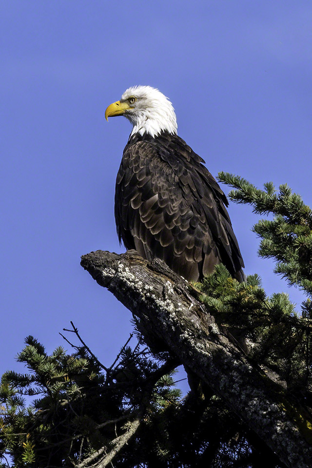 Bald-Eagle.jpg