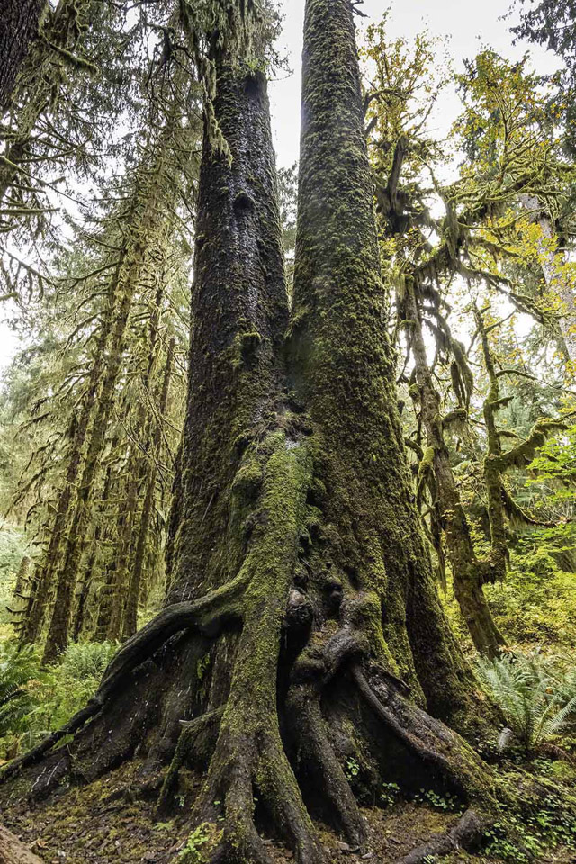 Hoh-Rain-Forest,-Olympic-National-Park-2.jpg