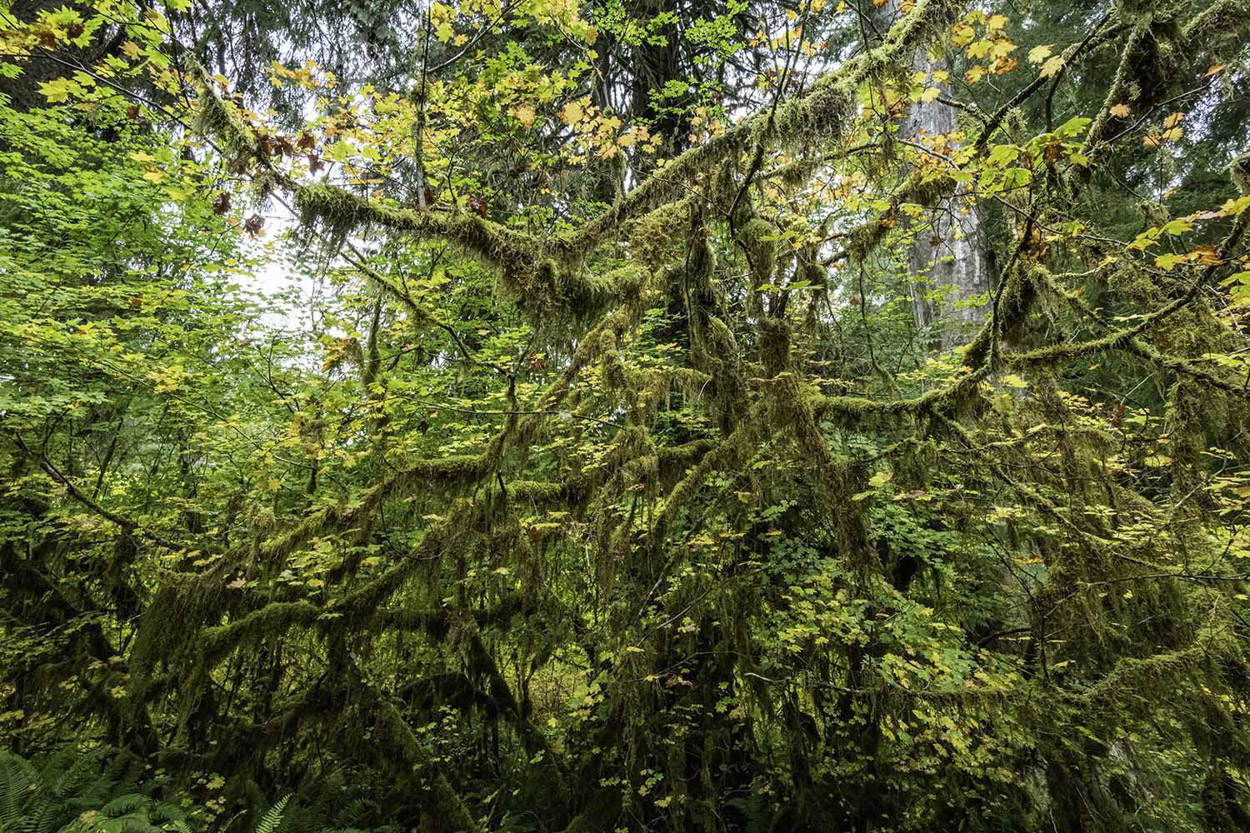 Hoh-Rain-Forest,-Olympic-National-Park-6.jpg