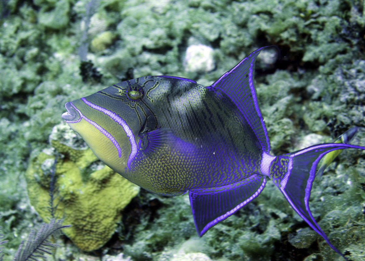 queen triggerfish