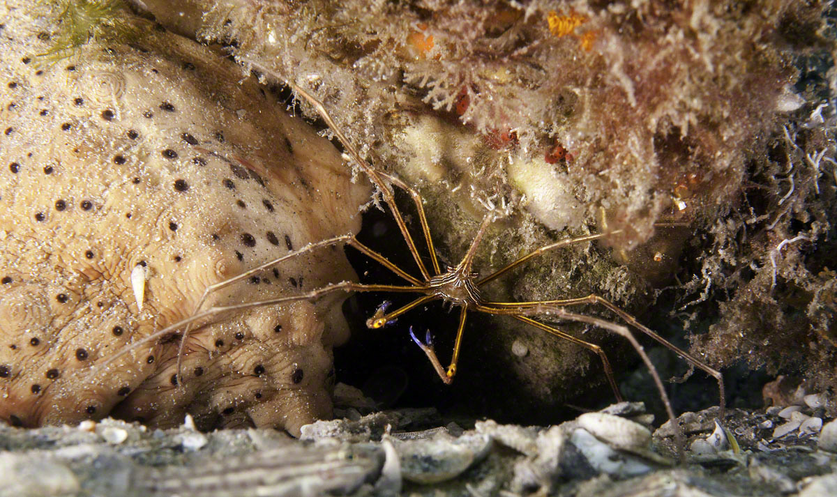 Arrow-Crab-on-Sea-Cucumber.jpg