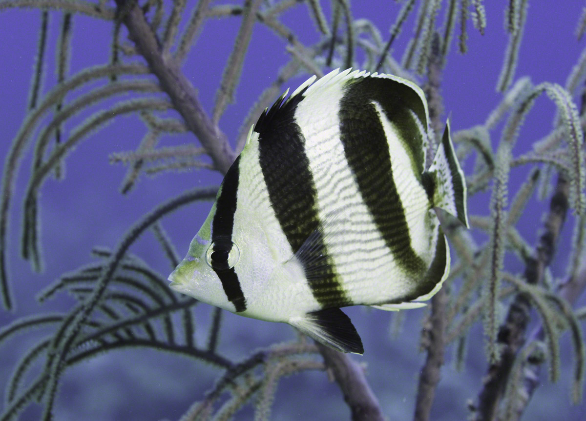 Banded-Butterflyfish-2.jpg
