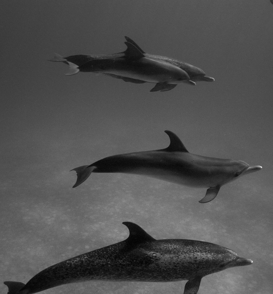 Dolphin-Group-B-and-W.jpg