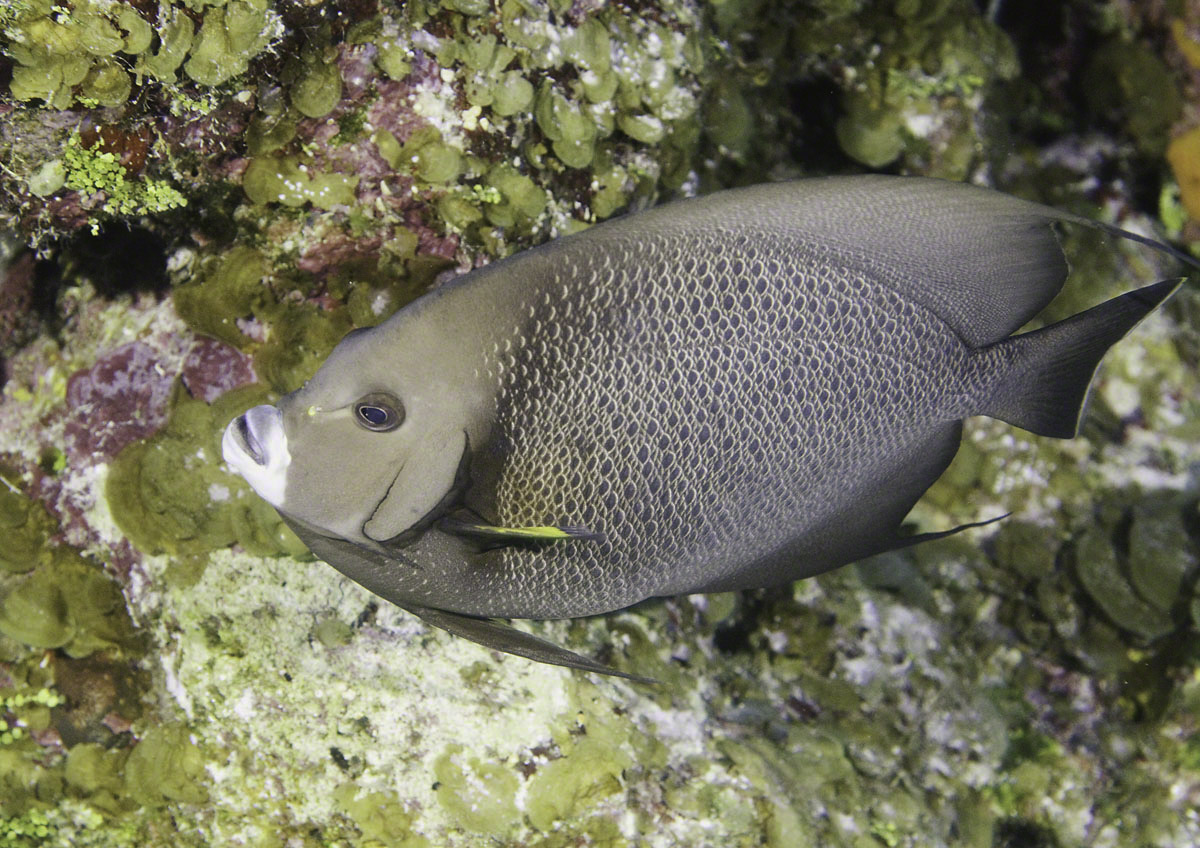 Gray-Angelfish-Riding-Rock-Reef-1.jpg