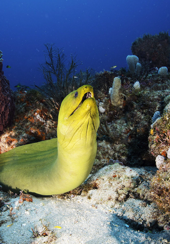 Green-Moray-Eel-2.jpg