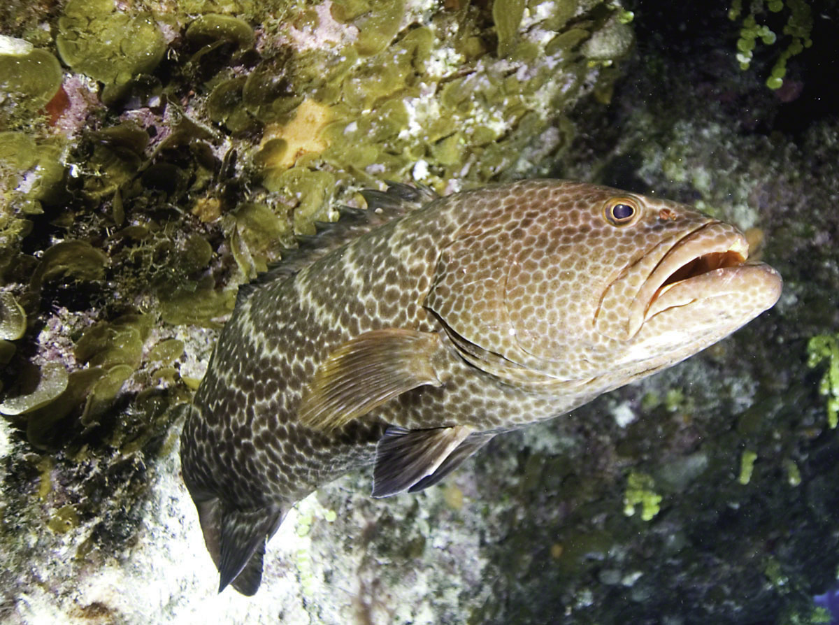 Grouper-Gulley-2.jpg