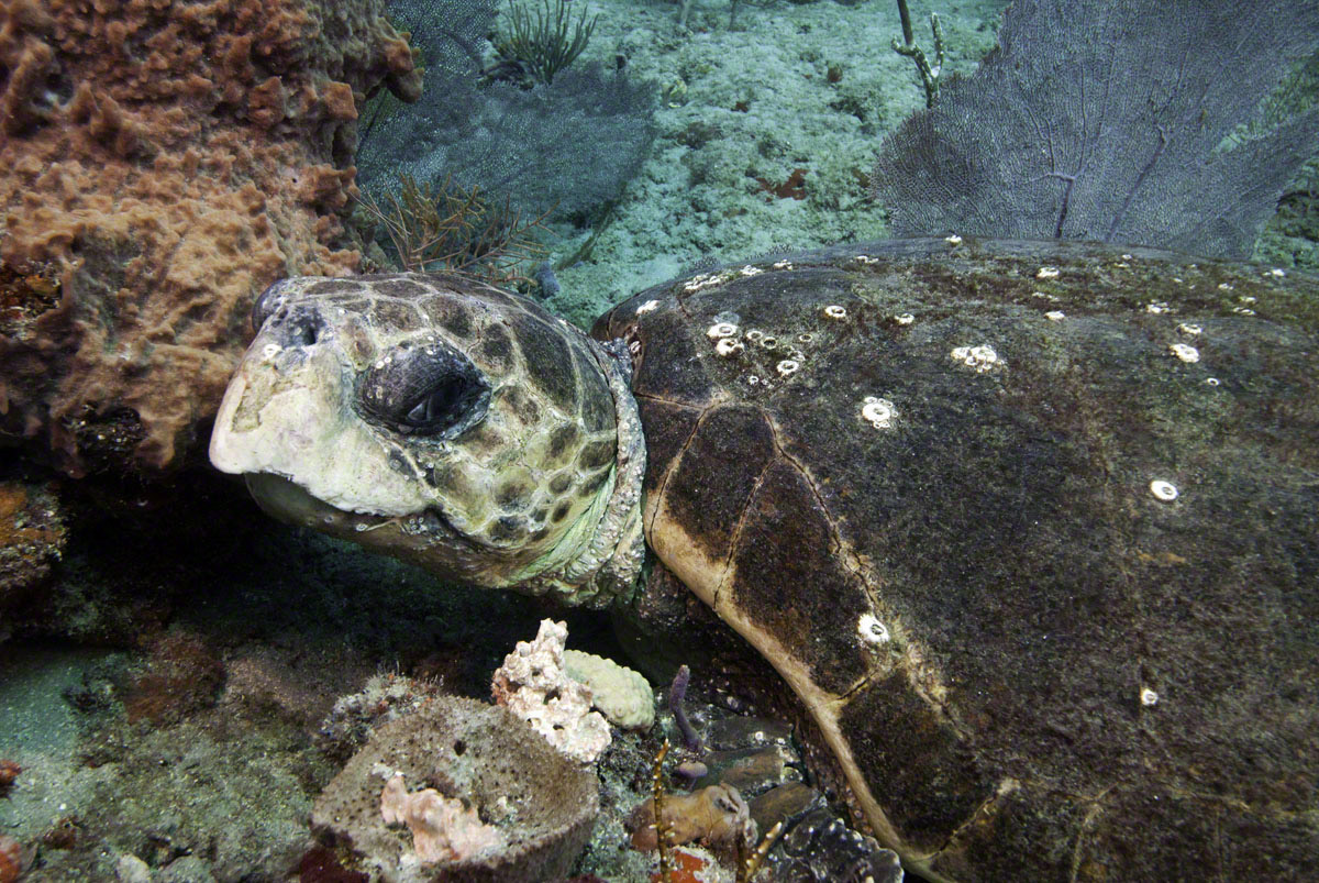 Loggerhead-Turtle.jpg