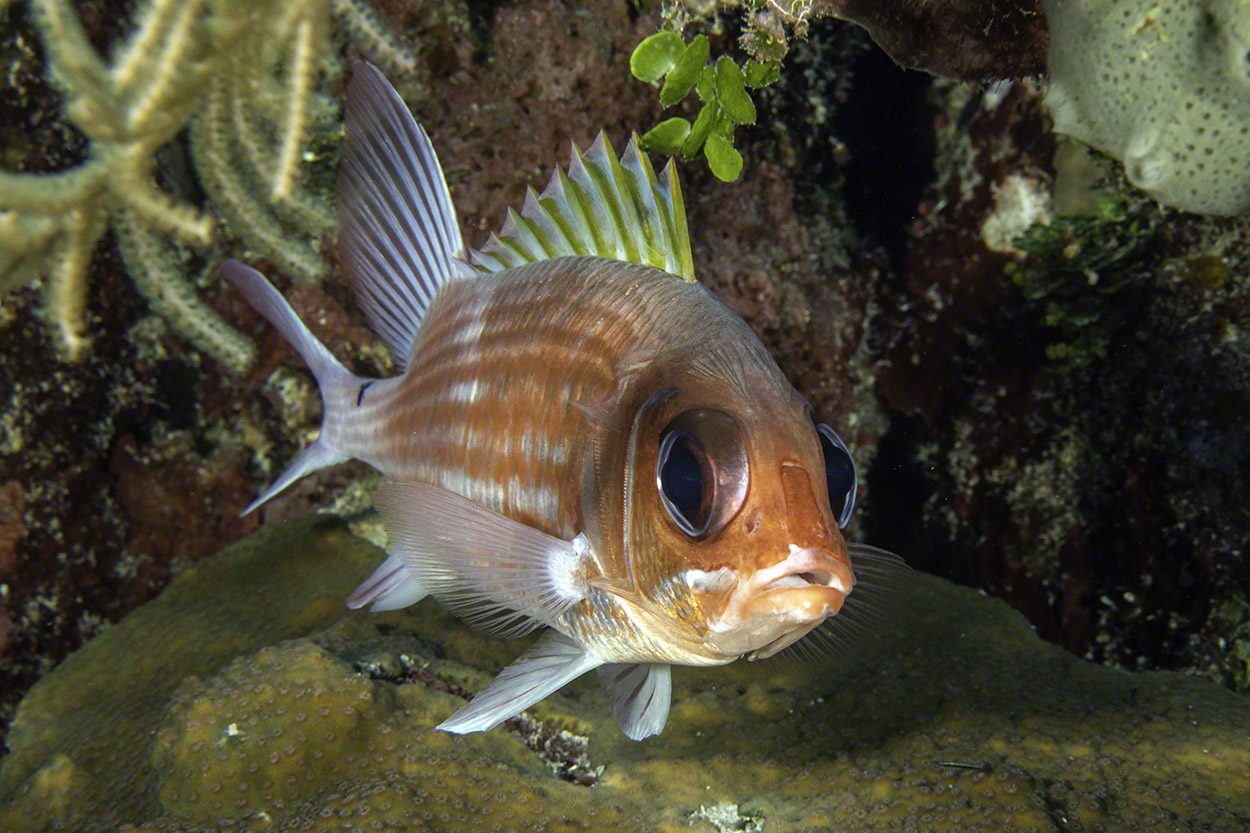 Longspine-Squirrelfish-1.jpg