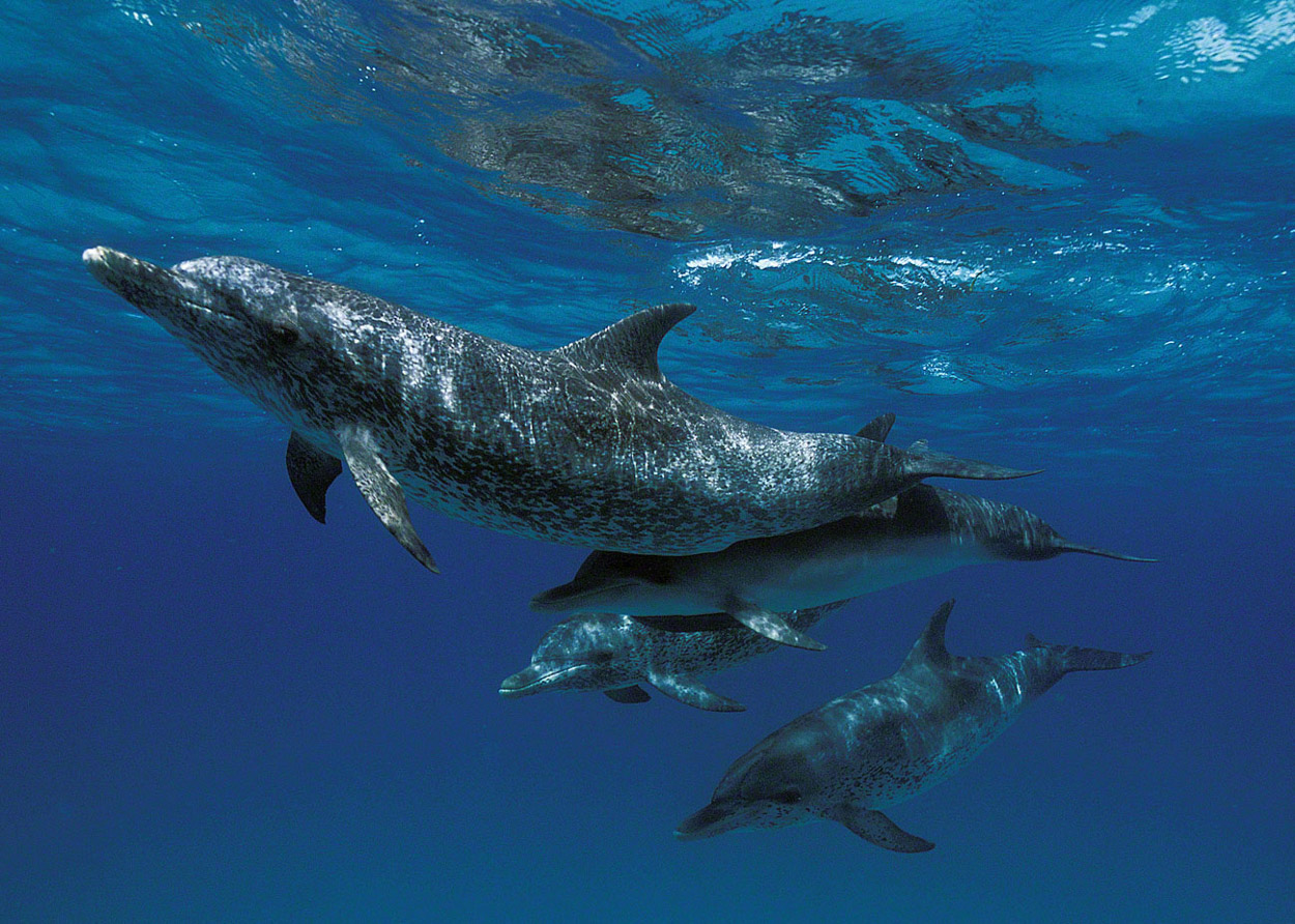 Mother-and-Baby-Dolphins.jpg