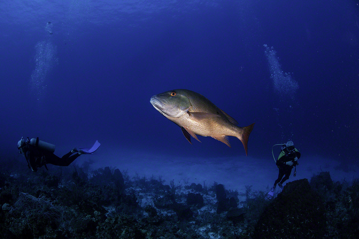 Mutton-Snapper-with-divers.jpg