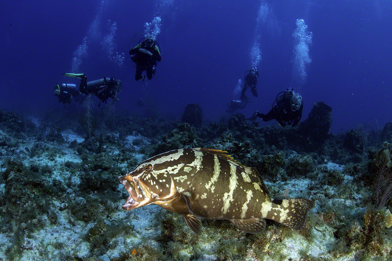 Nassau-Grouper-and-divers-2.jpg