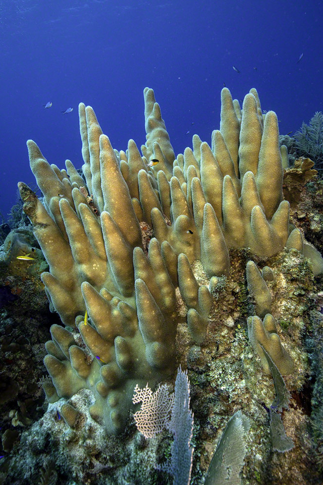 Pillar-Coral.jpg