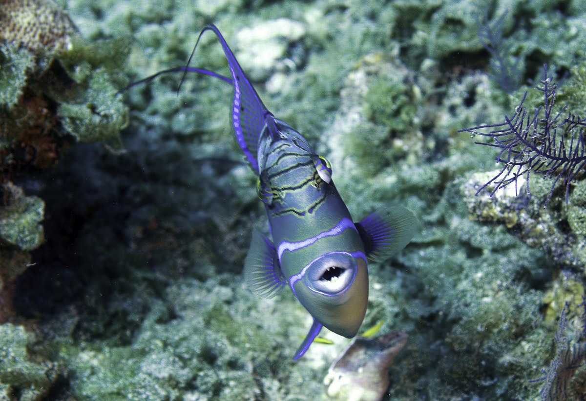 Queen-Triggerfish-North-Pole-Caves.jpg